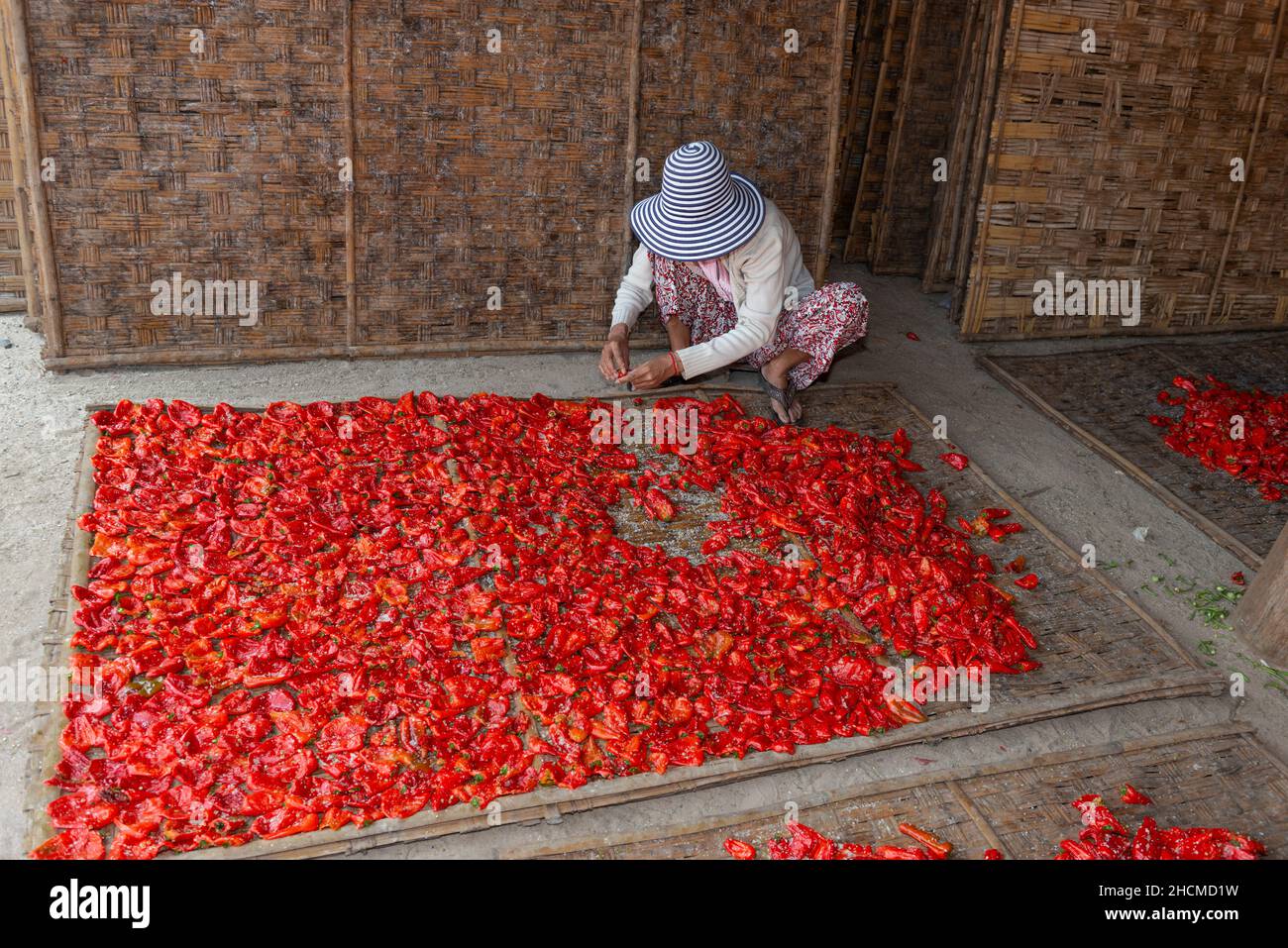 Woman crouching  salting cooked chili peppers on bamboo trays in preparation of a chili peppers cottage industry,Cambodia, Southeast Asia Stock Photo