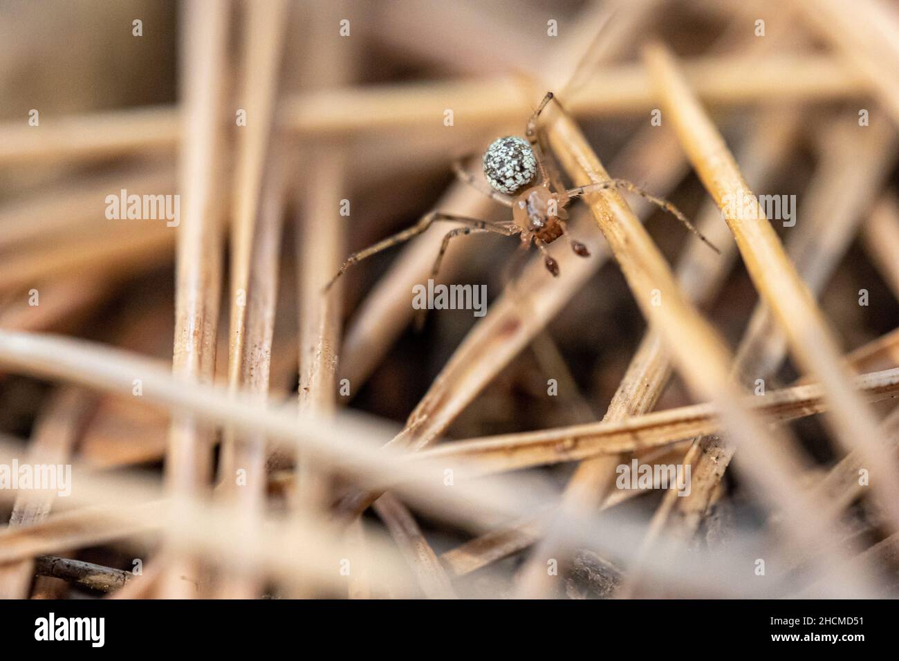 Selective focus shot of a haymaker spider Stock Photo