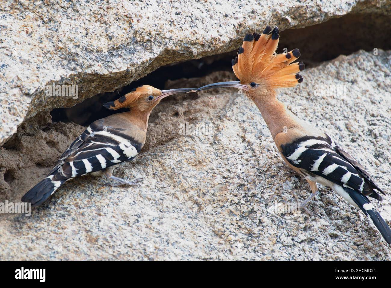 Two brownheaded hoopoe birds standing on a rock with a food in the beak Stock Photo Alamy