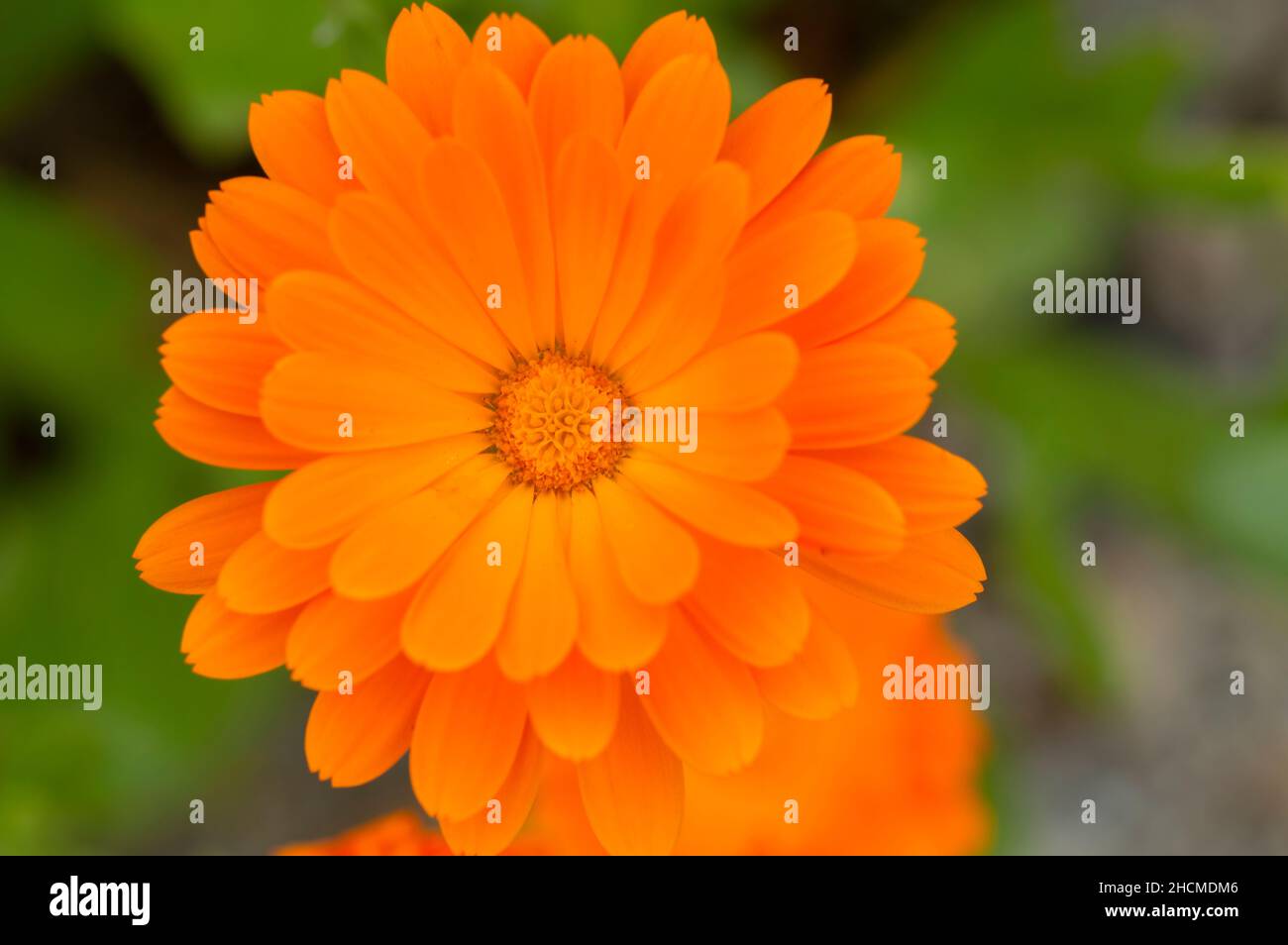 Close Up Calendula Officinalis At Muiden The Netherlands 31-8-2021 Stock Photo
