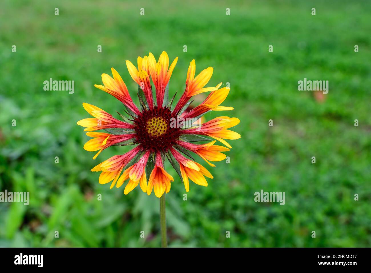 One vivid yellow and orange Gaillardia flower, common known as blanket flower,  and blurred green leaves in soft focus, in a garden in a sunny summer Stock Photo