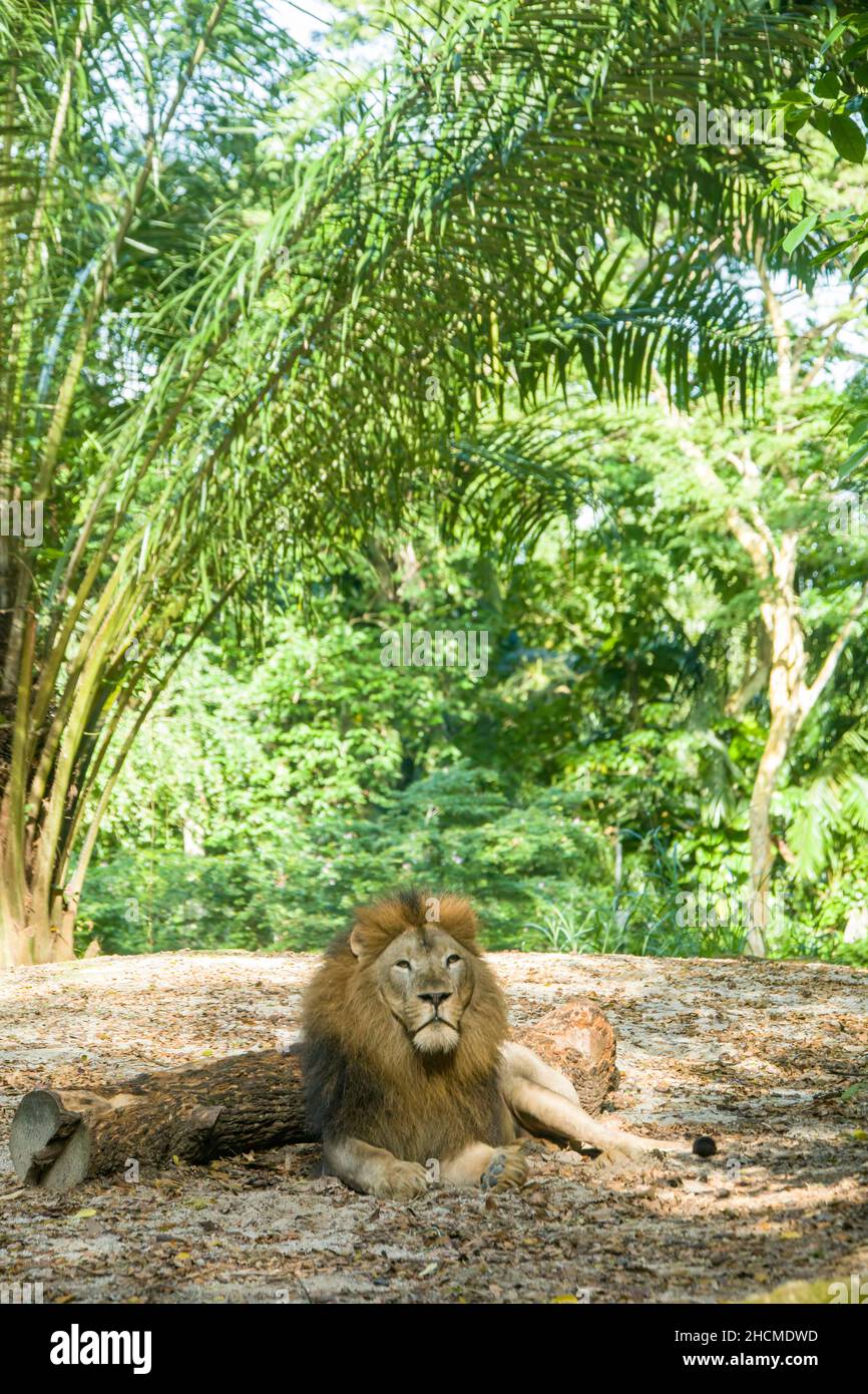 A African Lion is resting under the tree.  it is a muscular, deep-chested cat with a short, rounded head, a reduced neck and round ears Stock Photo