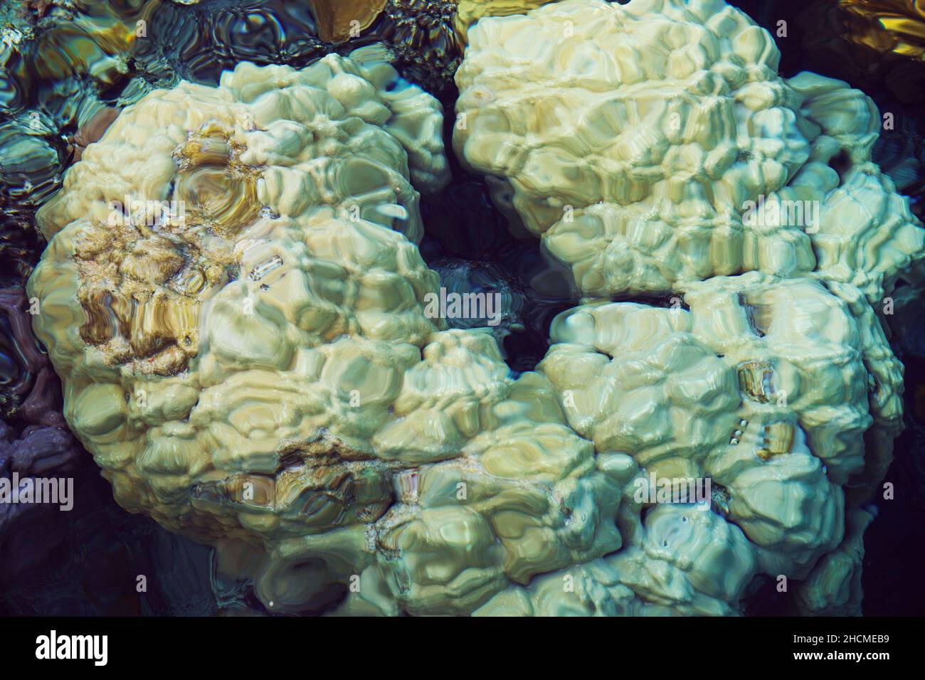 Clear Under Sea With Coral And Fish Round Backdrop main image 0