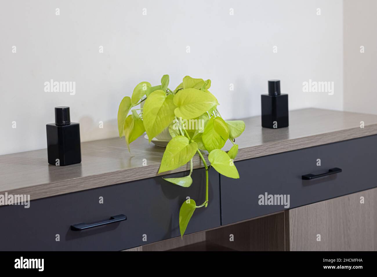Yellow money potted plant (marble queen, taro and devil's vine on a minimalist cabinet between two small black bottles (home décor).Close-up. Interior. Stock Photo