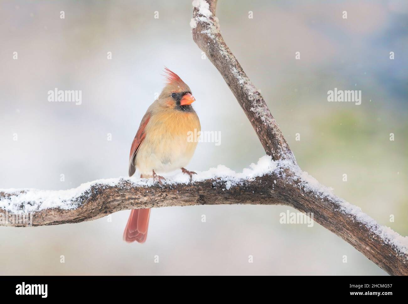 Northern Cardinal - Cardinalis cardinalis female perched on a snow covered branch in winter Stock Photo