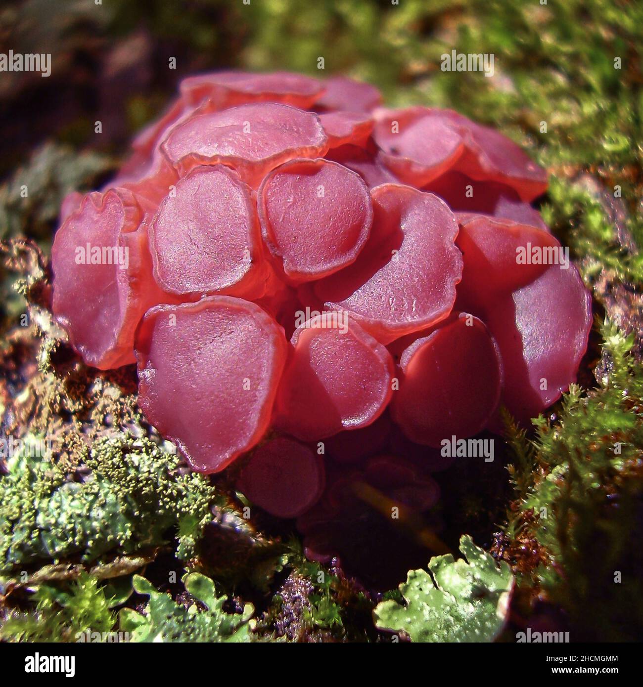Purple Jelly Disc fungi on green moss and lichen covered wood stump Stock Photo