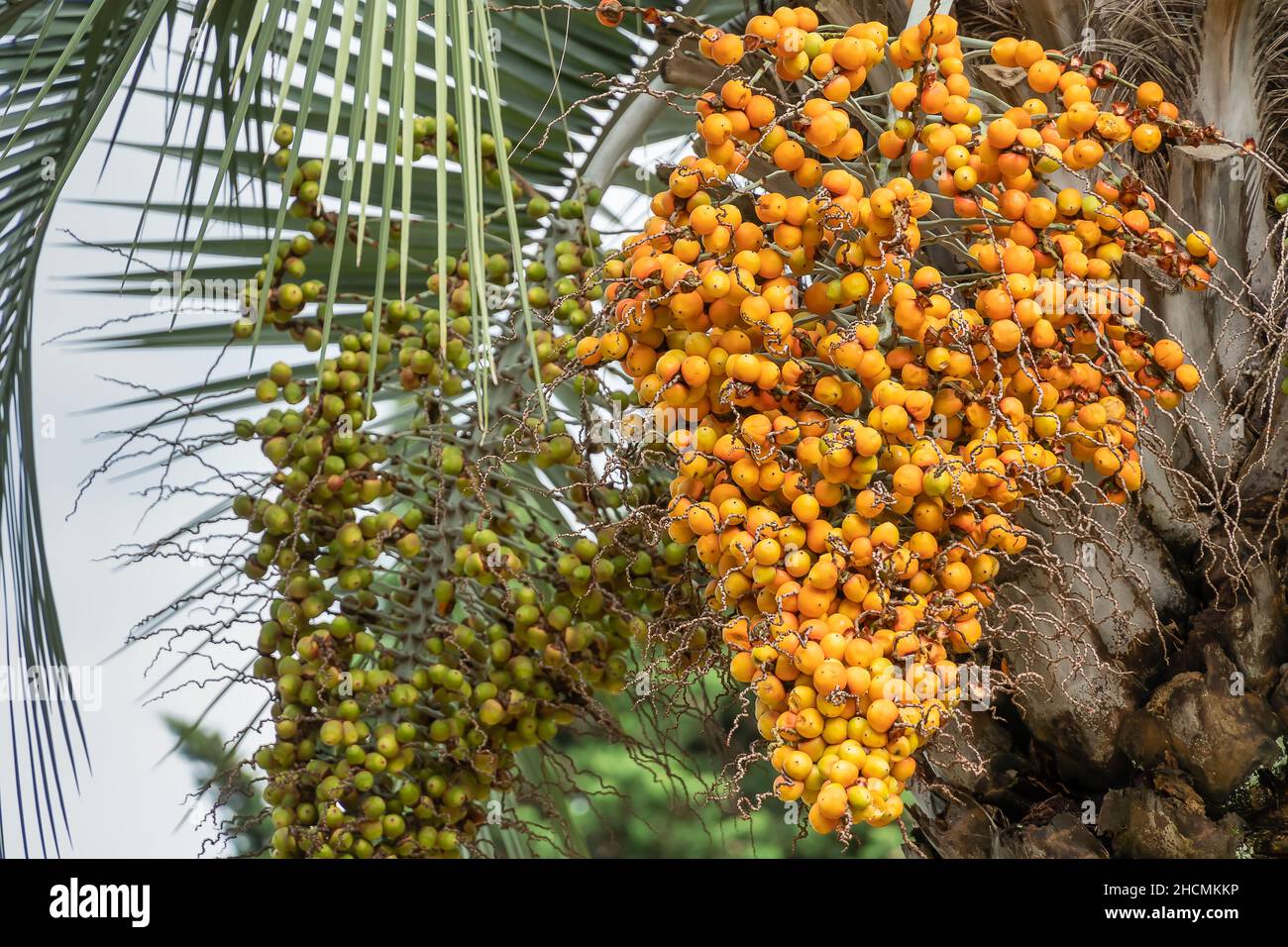 Close-up of yellow and green fruits of the Pindo jelly palm (butia capitata) hanging from a tree Stock Photo