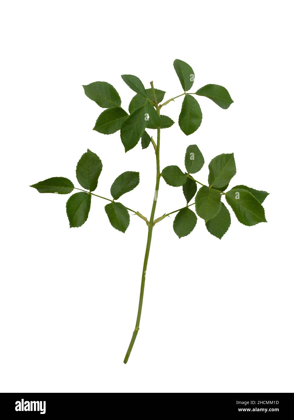 Green rose leaves isolated on a white background Stock Photo Alamy