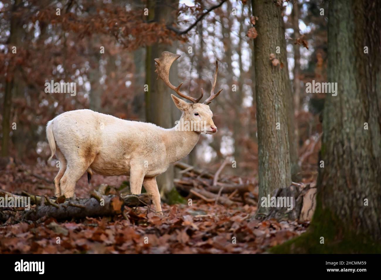 Fallow - fallow deer. (Dama dama ) Beautiful natural background with ...