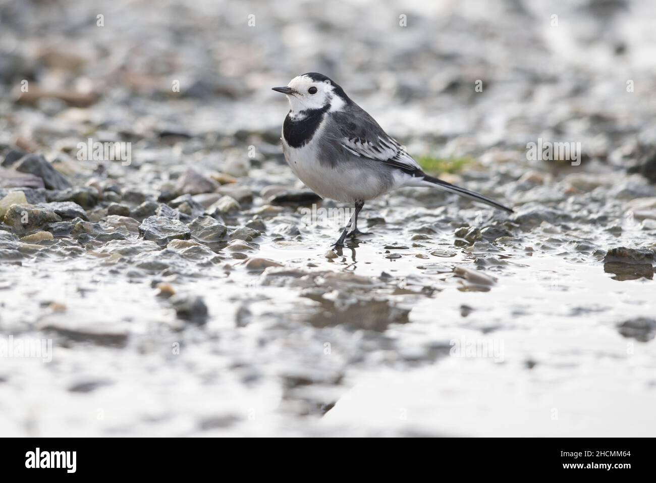 Pied Wagtail (Motacilla alba yarrellii) female Morston Norfolk GB UK December 2021 Stock Photo