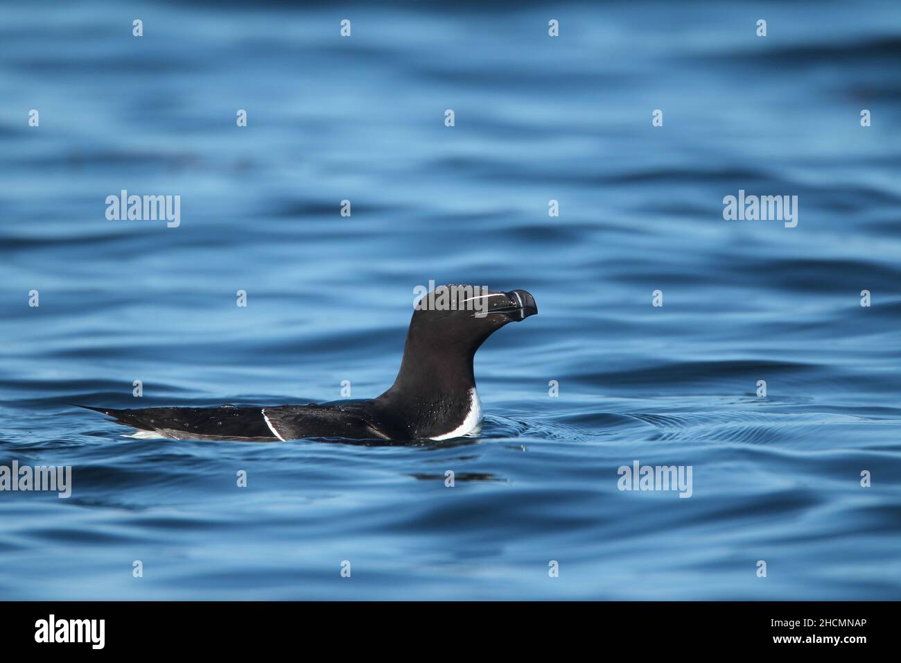 Razorbill near its breeding cliffs on Handa Island.  They will travel a number of miles to find feeding grounds before returning to feed their chick. Stock Photo