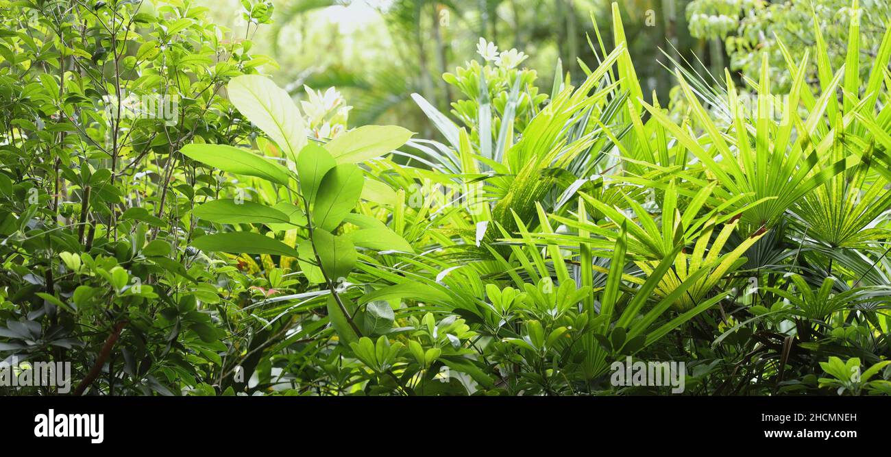 Closeup shot of some green grass in a forest Stock Photo - Alamy