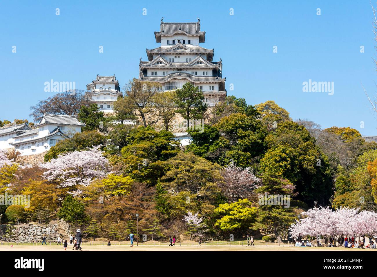 The main keep of the popular and famous Himeji castle with cherry blossoms and trees covering the hill and a clear blue sky behind. Springtime. Stock Photo