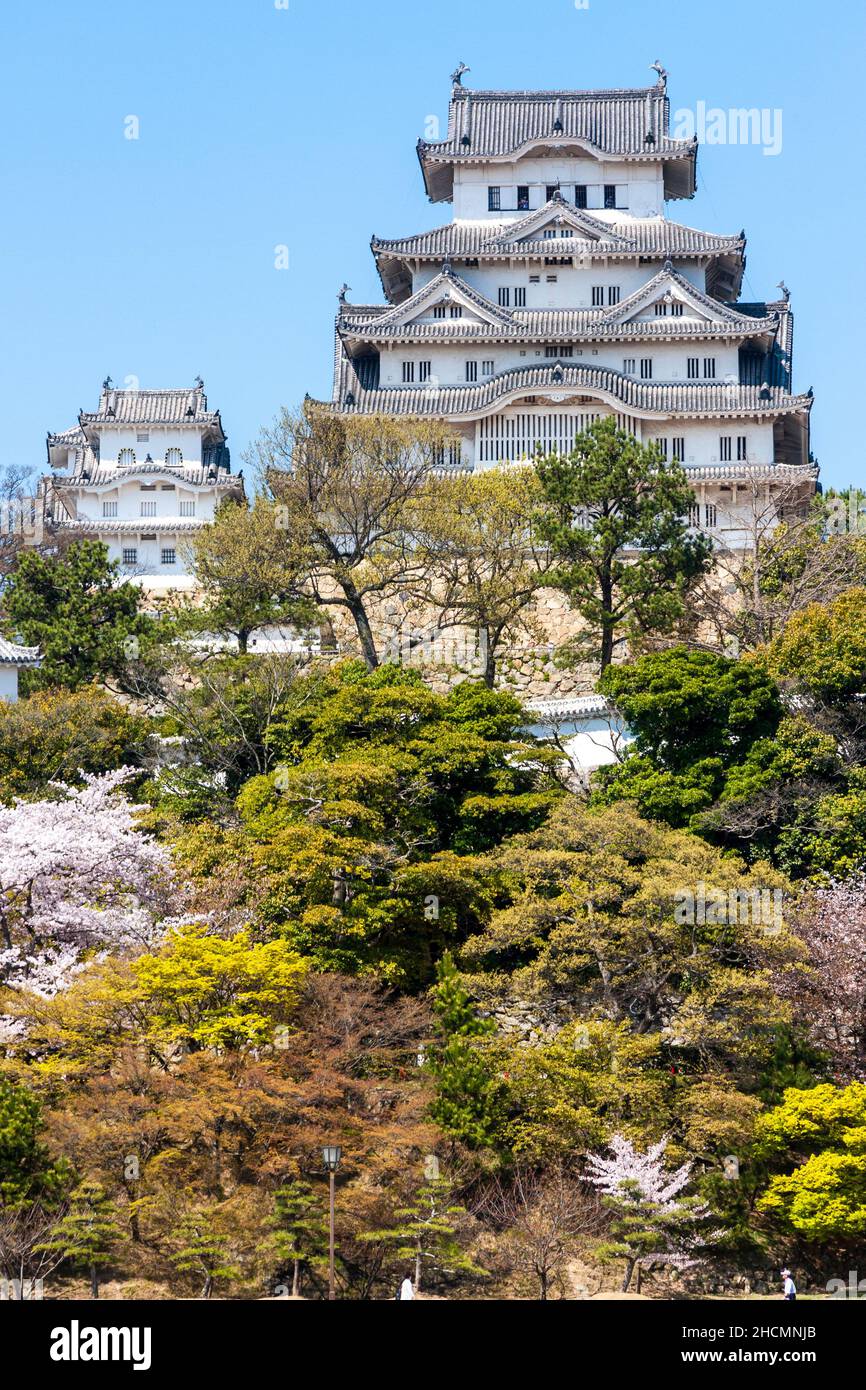 The main keep of the popular and famous Himeji castle with cherry blossoms and trees covering the hill and a clear blue sky behind. Springtime. Stock Photo