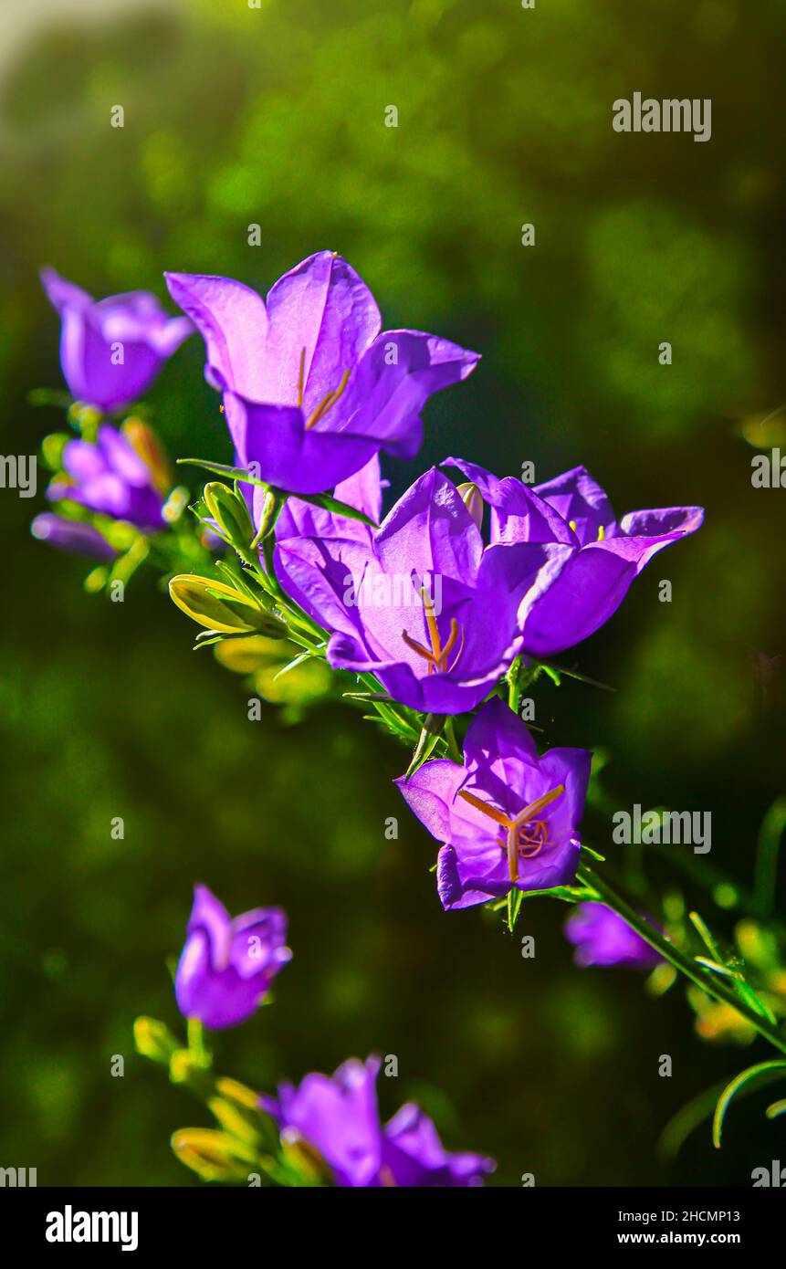 Purple flowers bells bloom on long stems in the backlight of the sun Stock Photo
