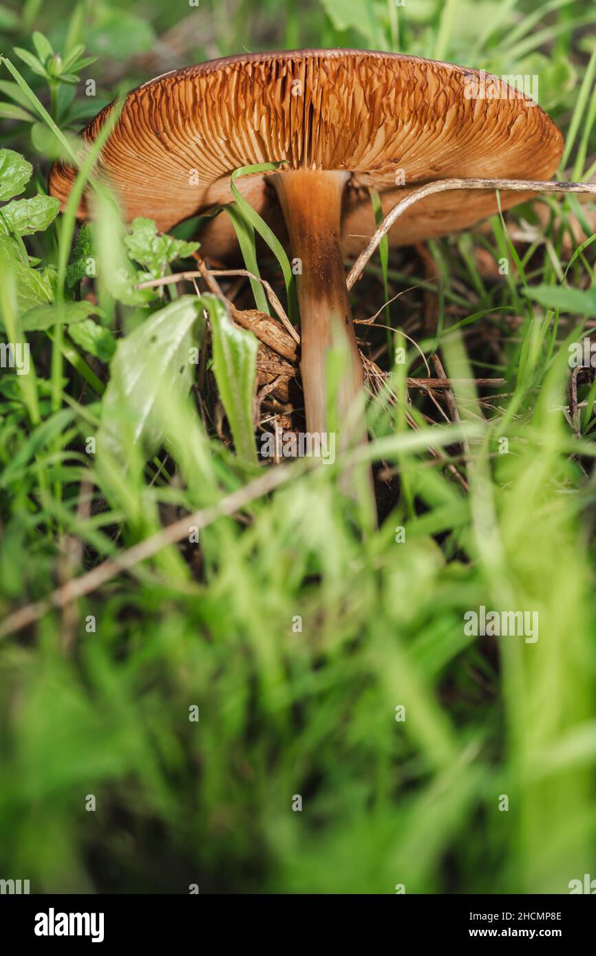 A magical mushroom in the grass of the green forest Stock Photo