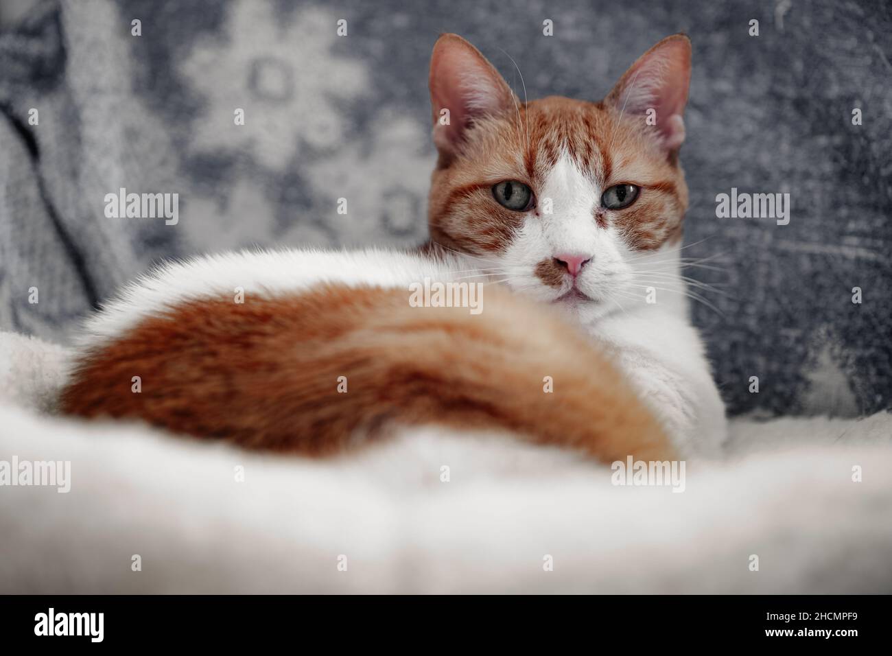 Cute snowshoe cat on a couch Stock Photo Alamy