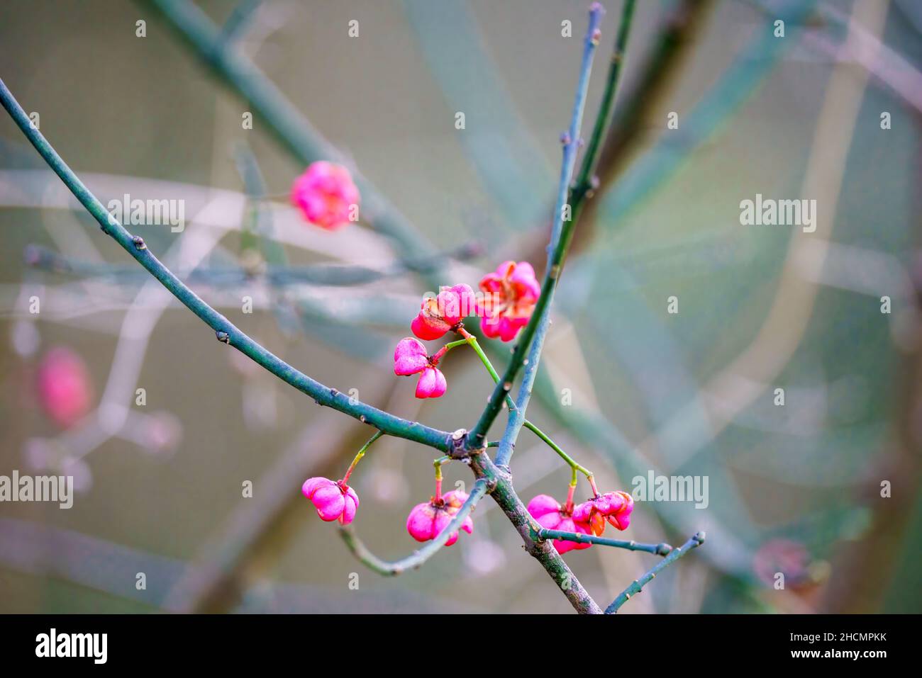 close up of red berries on a wild Spindle Tree (Euonymus Europaeus) Stock Photo