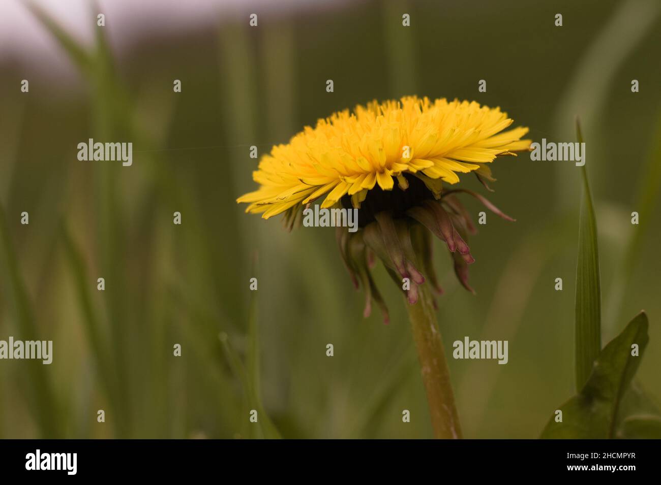 A yellow dandelion in the blurred natural background Stock Photo