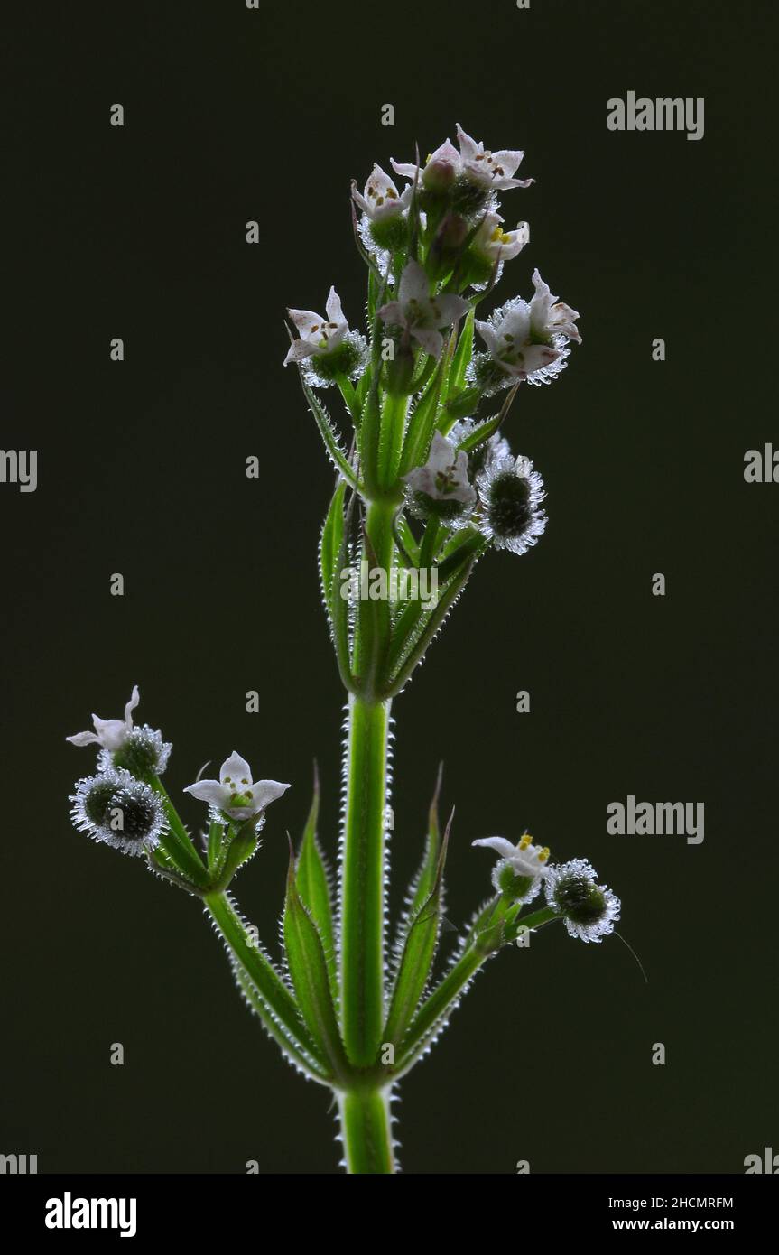 Close-up portrait of cleavers or goosegrass in flower. Stock Photo