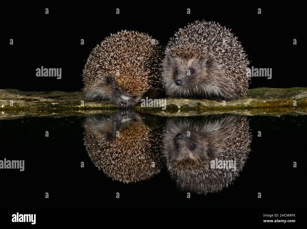 Hedgehogs drinking from garden pond. Dorset, UK Stock Photo Alamy