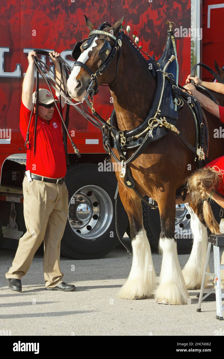 Clydesdale horse, 3 handlers putting on decorative tack, five roses in braided mane, Budweiser Brewery promotion, equine, large animal, draught horse, Stock Photo