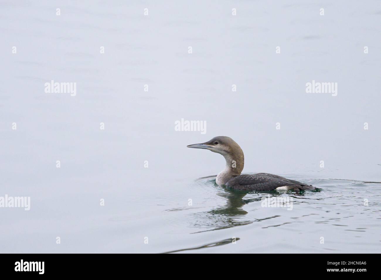 A black throated loon swimming on a river, calm misty day in winter (Vienna, Austria) Stock Photo
