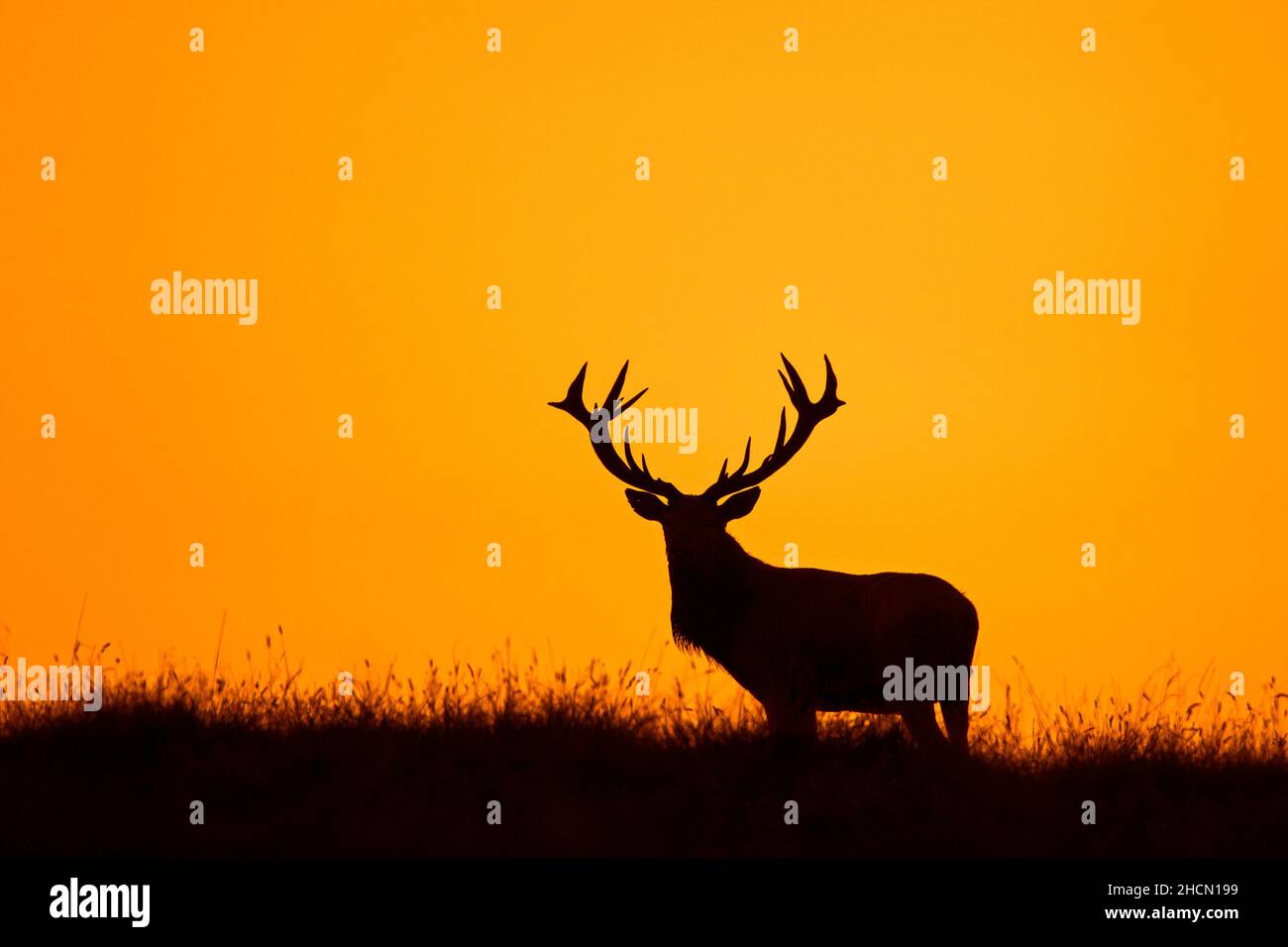 Solitary red deer (Cervus elaphus) stag silhouetted against orange sunset sky Stock Photo