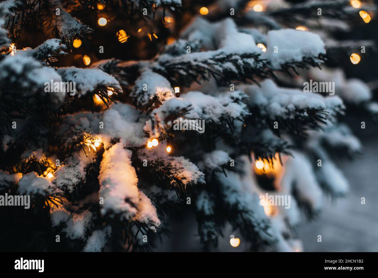 Fir branches covered with white fluffy snow and golden twinkling garland in the winter season. Beauty in the nature. Golden garland light. Outdoor dec Stock Photo