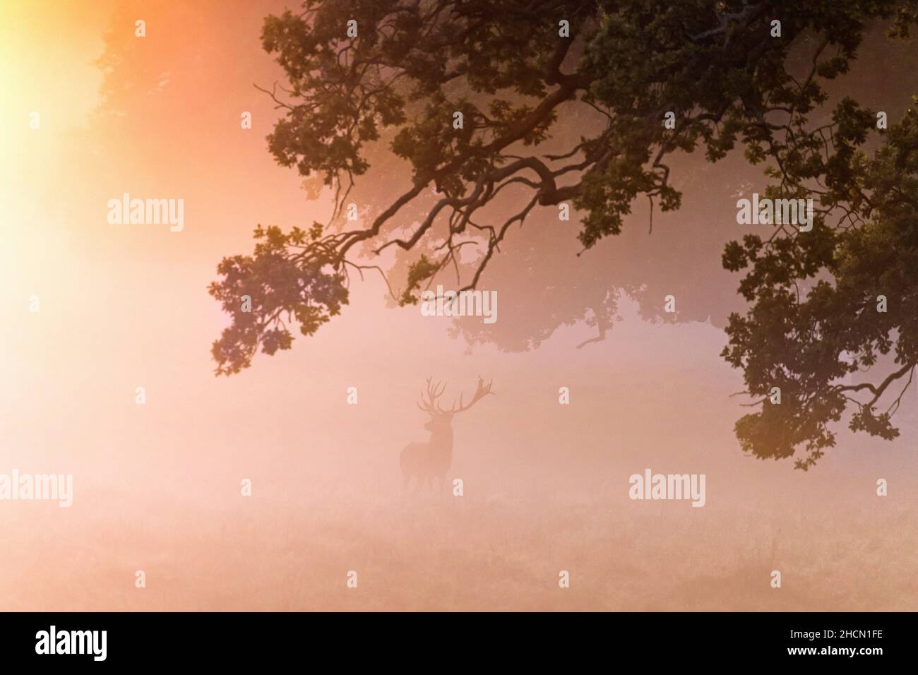 Silhouette of solitary red deer (Cervus elaphus) stag in grassland at forest edge covered in early morning mist at sunrise during the rut in autumn Stock Photo