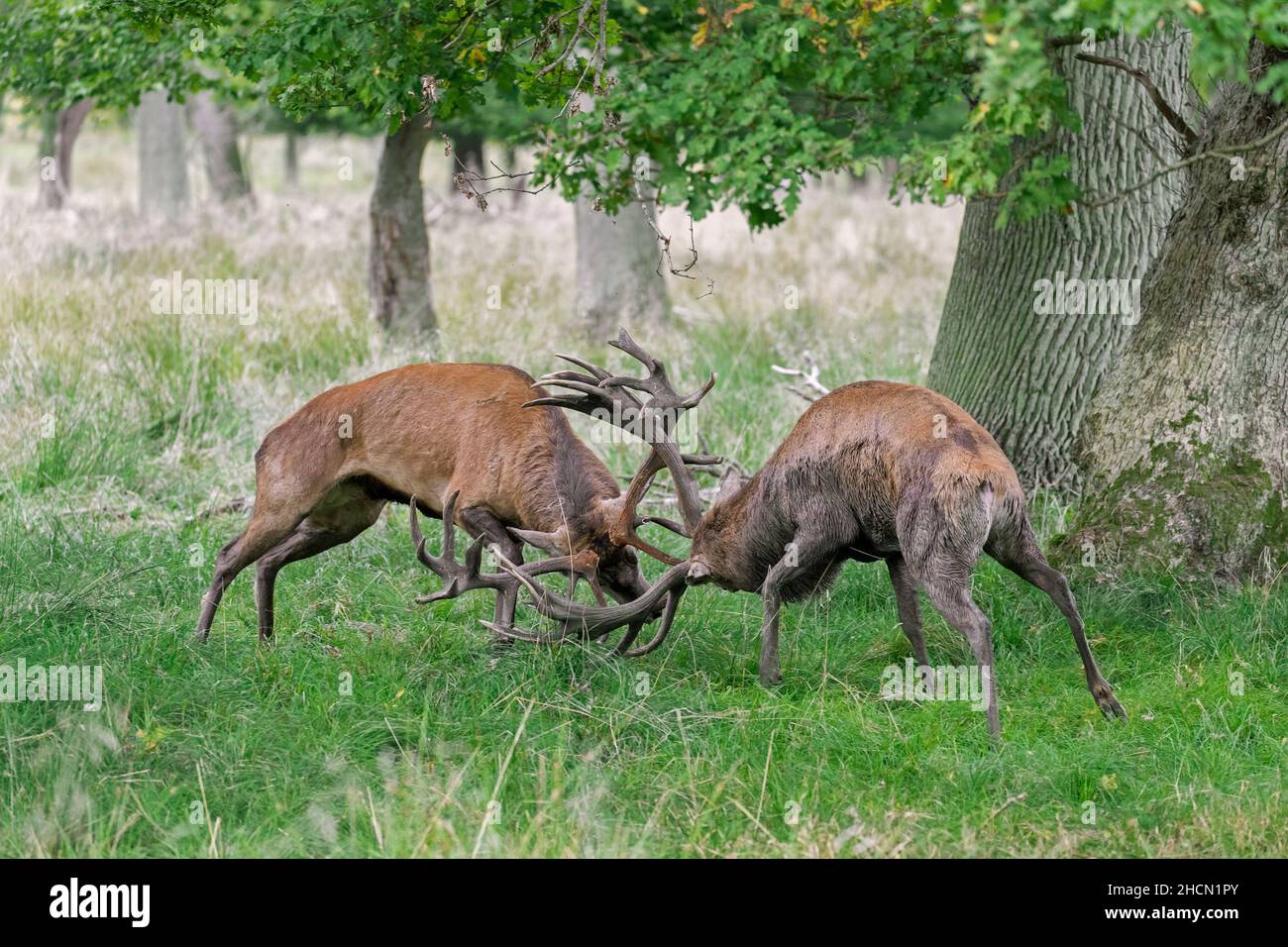 Two rutting red deer (Cervus elaphus) stags fighting by locking antlers