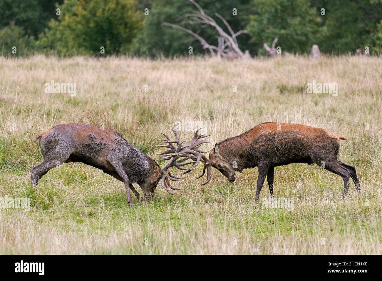 Two rutting red deer (Cervus elaphus) stags fighting by locking antlers