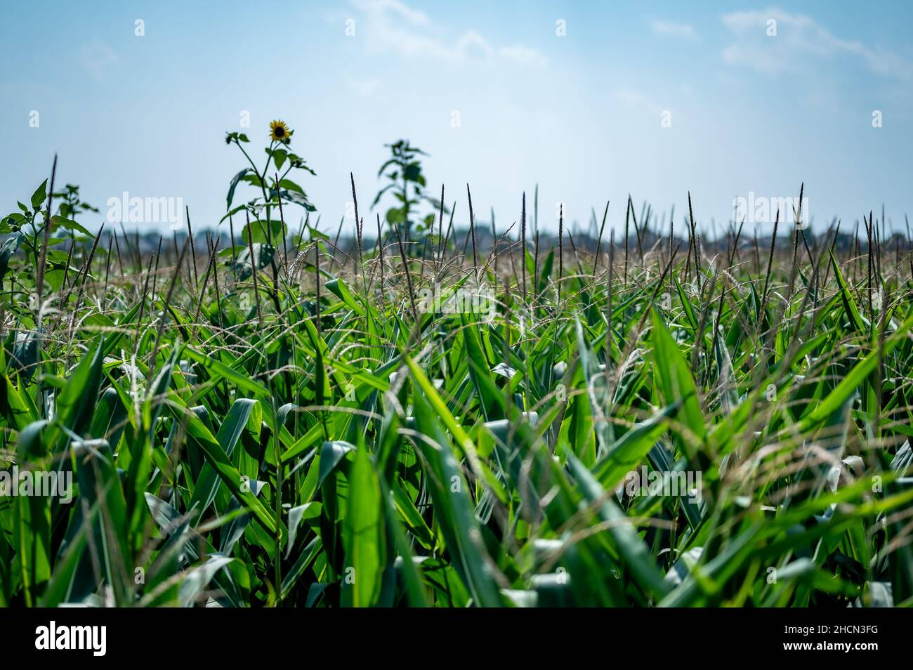 Herbicide resistant corn hi-res stock photography and images - Alamy