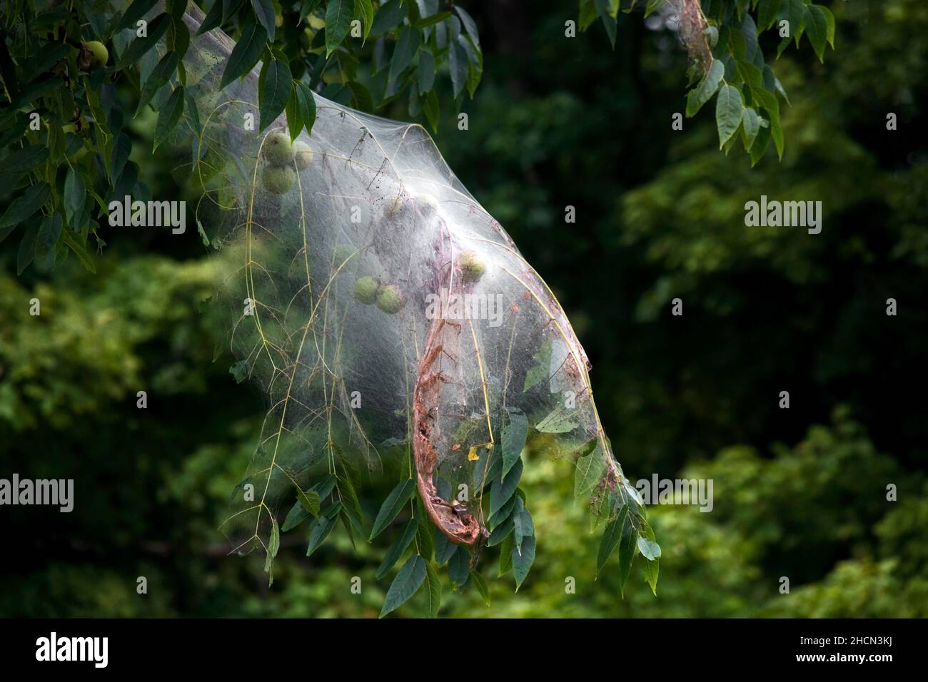A Fall Webworm nest on black walnut. Although unslightly the insect does little harm to the tree due to it nesting at the end of the growing season. Stock Photo