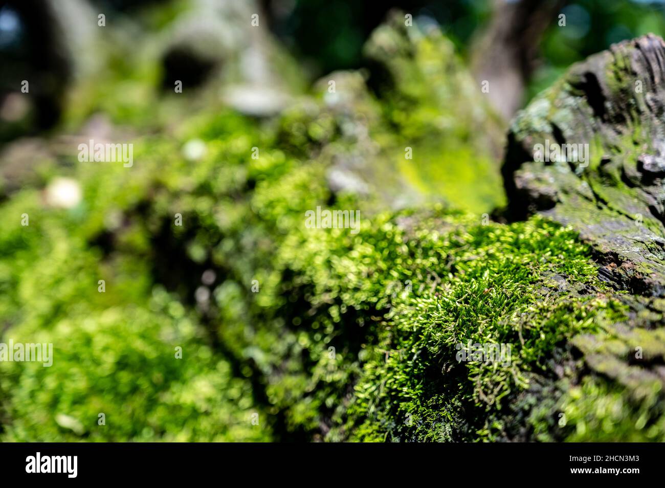 patch of moss showing both gametophytes and sporophytes with a blurred forest backdrop Stock Photo