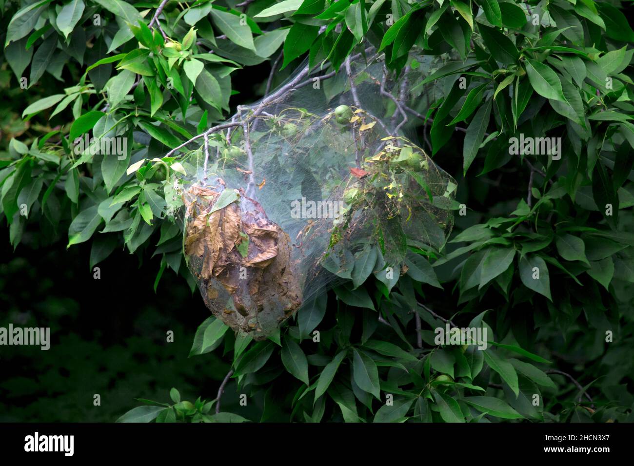 A Fall Webworm nest on shagbark hickory. Although unslightly the insect does little harm to the tree due to it nesting at the end of the growing seaso Stock Photo