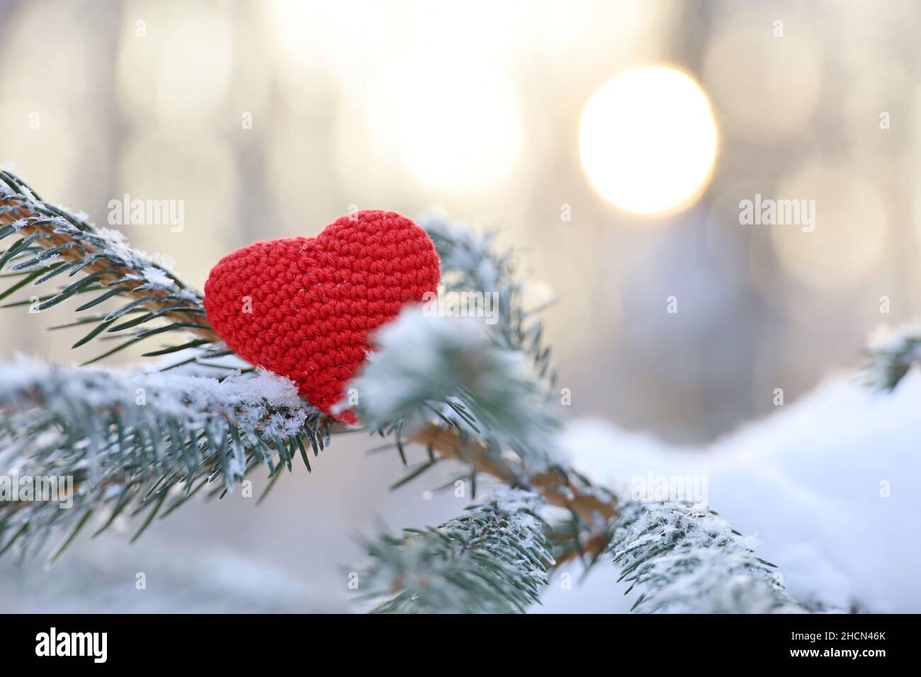 Love heart on fir branches covered with snow and ice on winter sun background. Concept of New Year celebration or Valentine's day Stock Photo