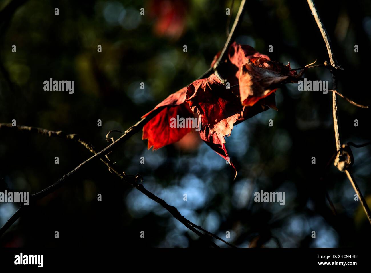 Red leaves on a branch lit by the sunset sun Stock Photo - Alamy
