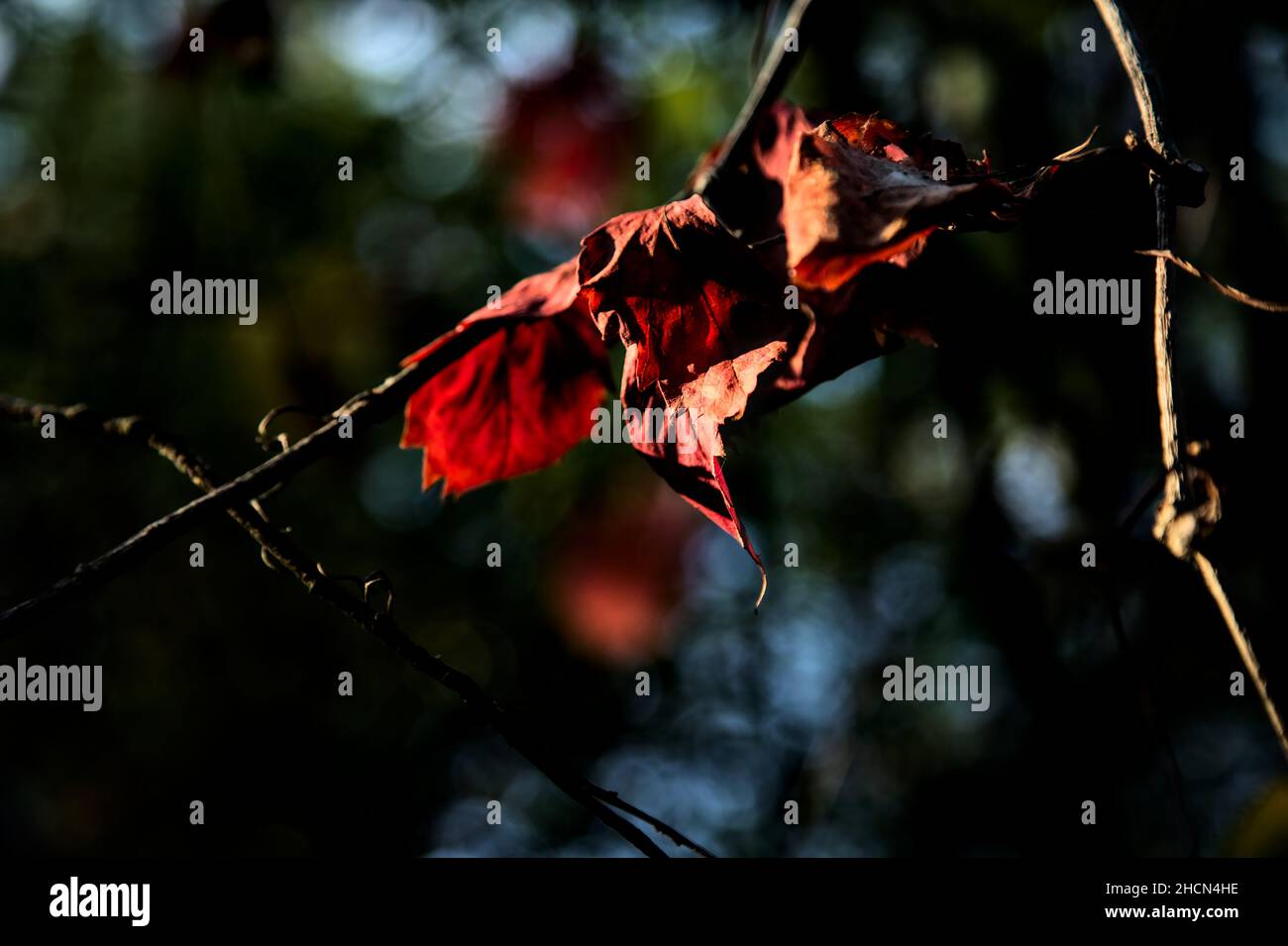 Red leaves on a branch lit by the sunset sun Stock Photo - Alamy