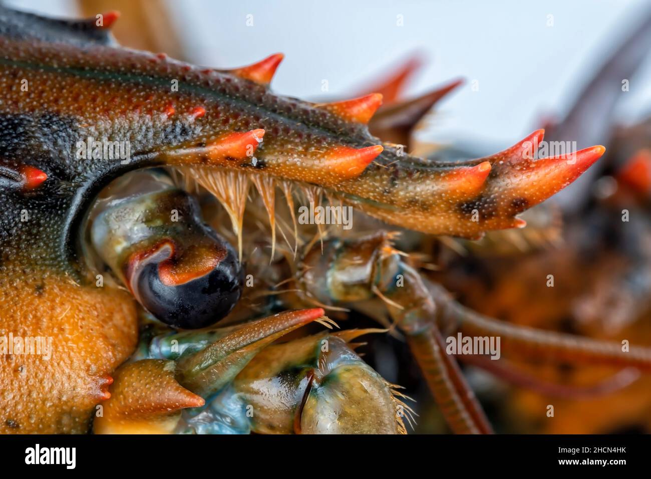 Detail of the eyes of a lobster isolated on white background Stock