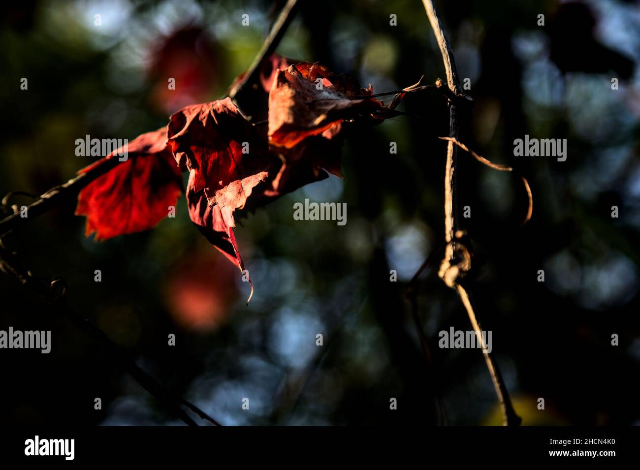 Red leaves on a branch lit by the sunset sun Stock Photo - Alamy