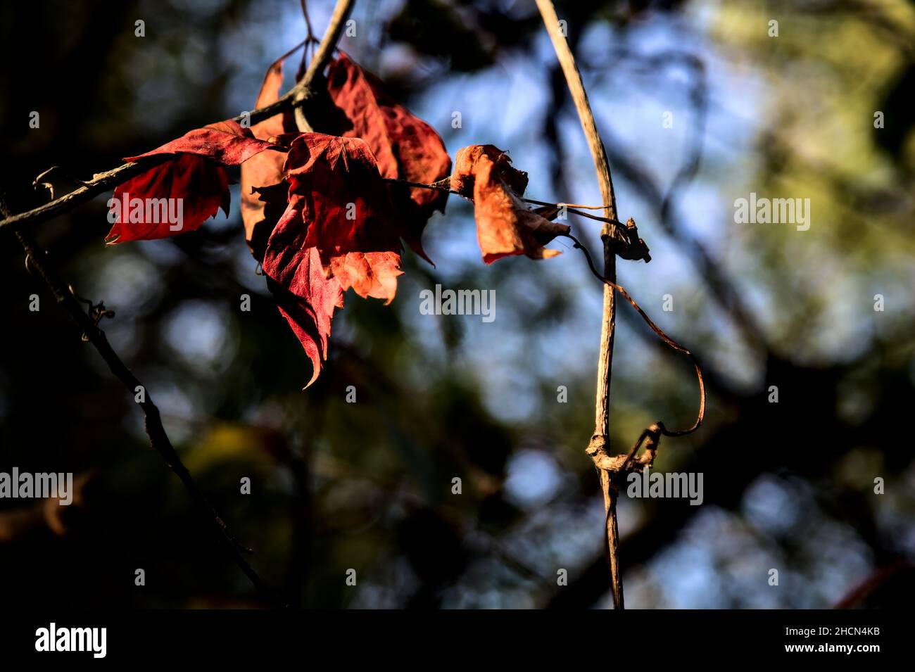 Red leaves on a branch lit by the sunset sun Stock Photo - Alamy