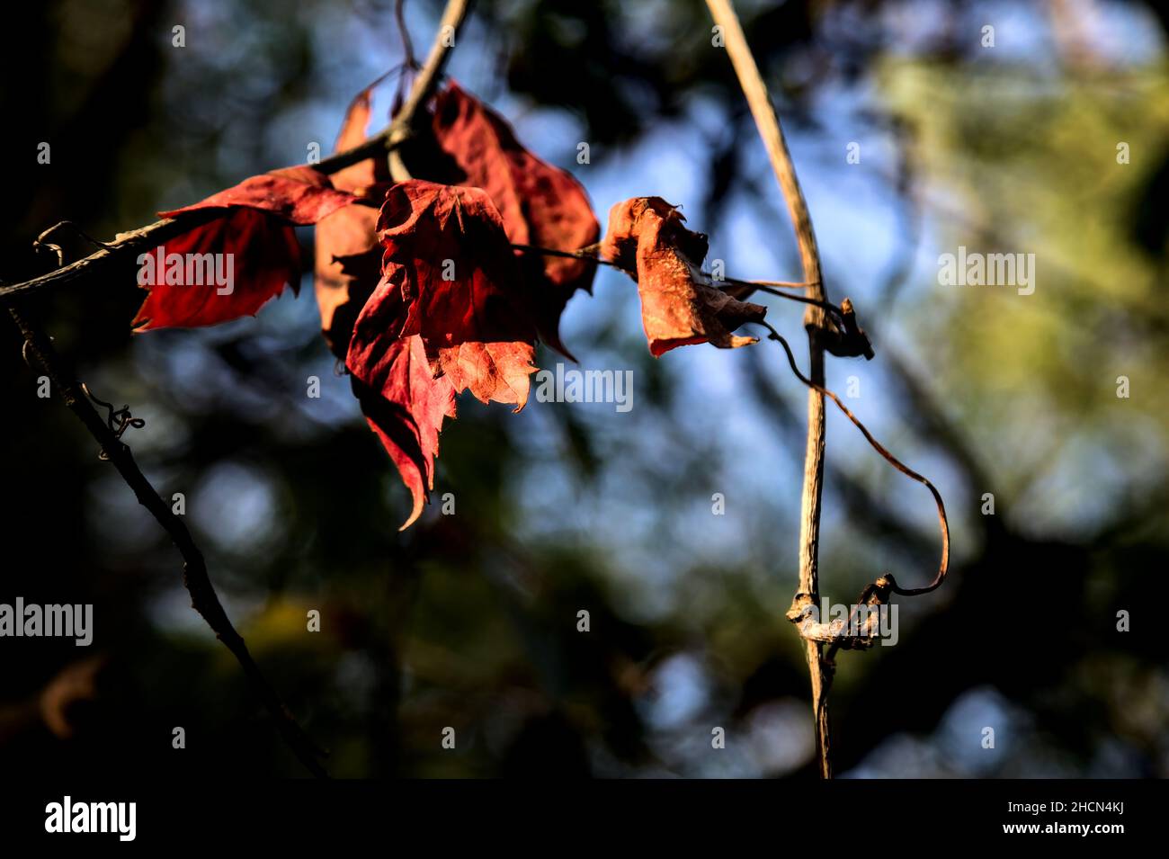 Red leaves on a branch lit by the sunset sun Stock Photo - Alamy