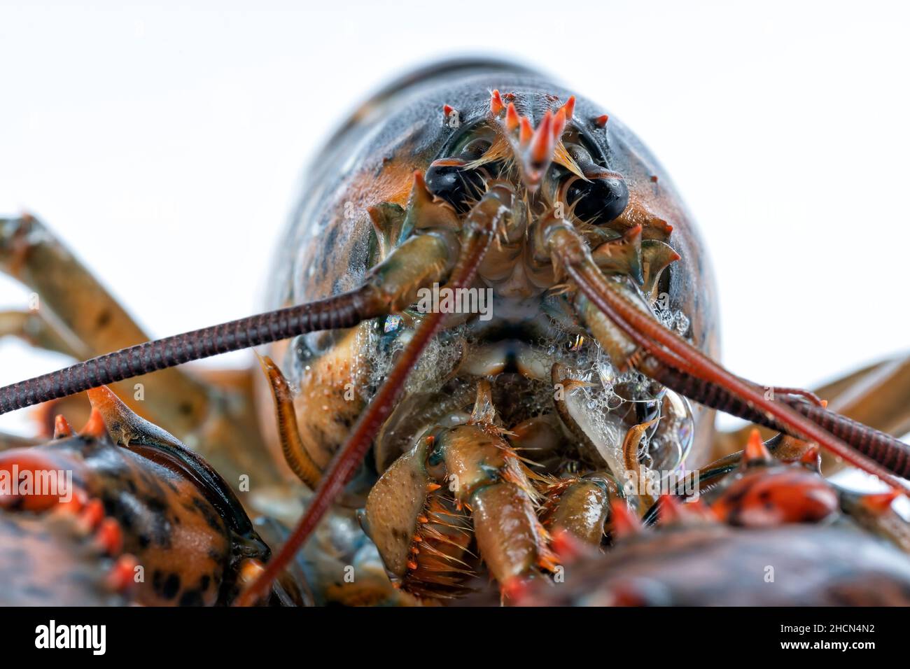 A live lobster isolated on white background Stock Photo