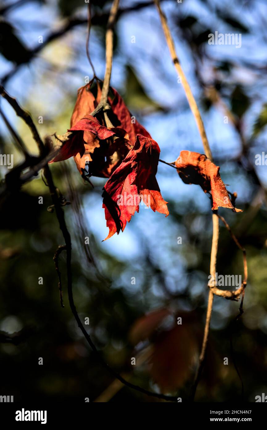 Red leaves on a branch lit by the sunset sun Stock Photo - Alamy
