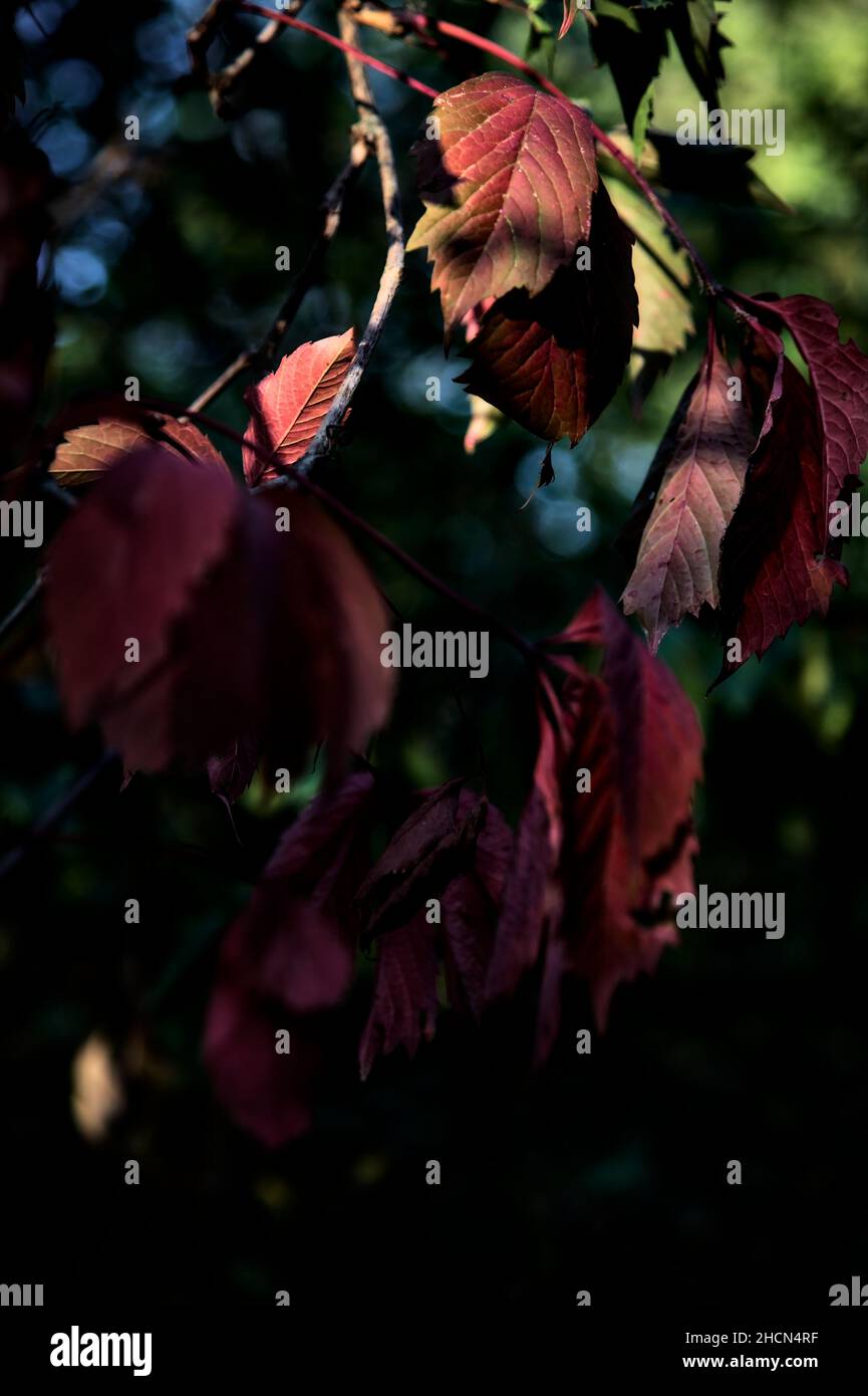 Red leaves on a branch lit by the sunset sun Stock Photo - Alamy