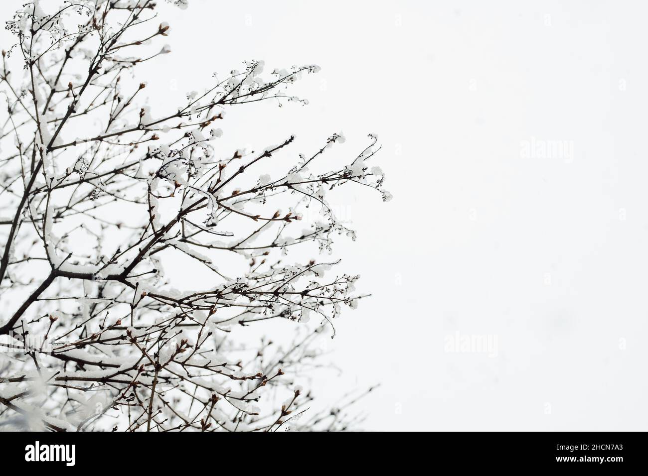 Branches of tree during snow hi-res stock photography and images - Alamy