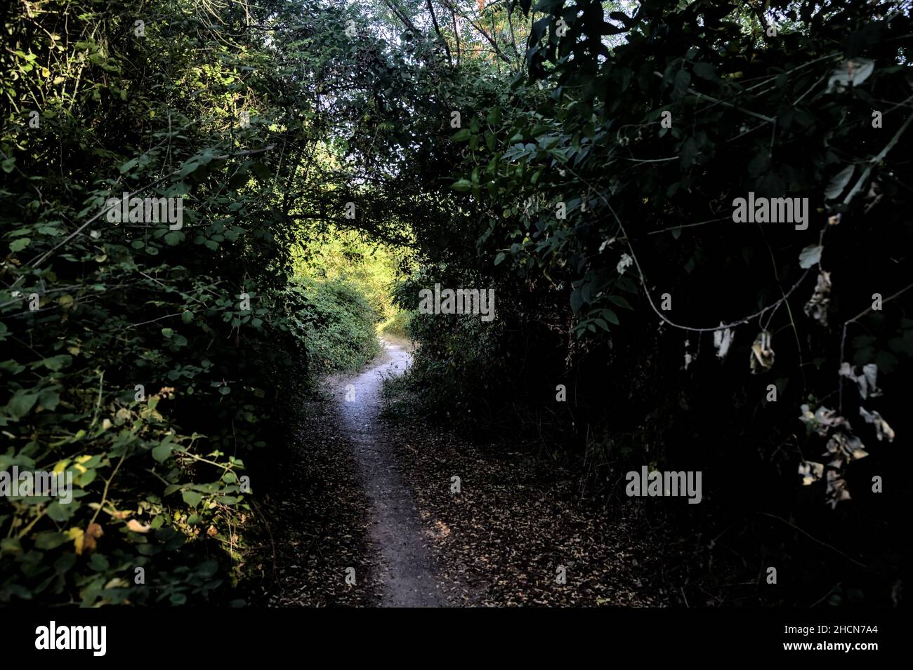 Shady path with trees arching on it in the countryside at sunset Stock Photo