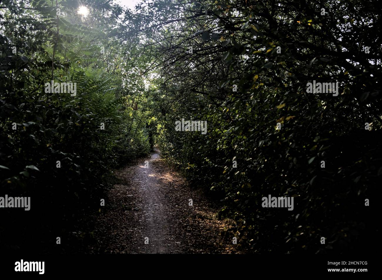 Shady path with trees arching on it in the countryside at sunset Stock Photo