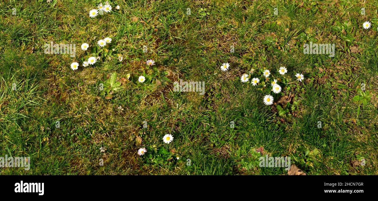 grass and flowers from above with a blue shovel Stock Photo
